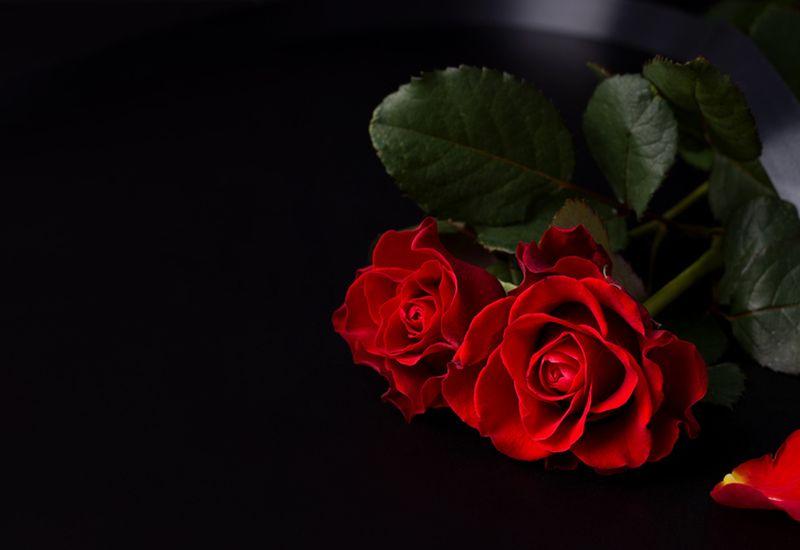 czerwone róże na czarnym tle